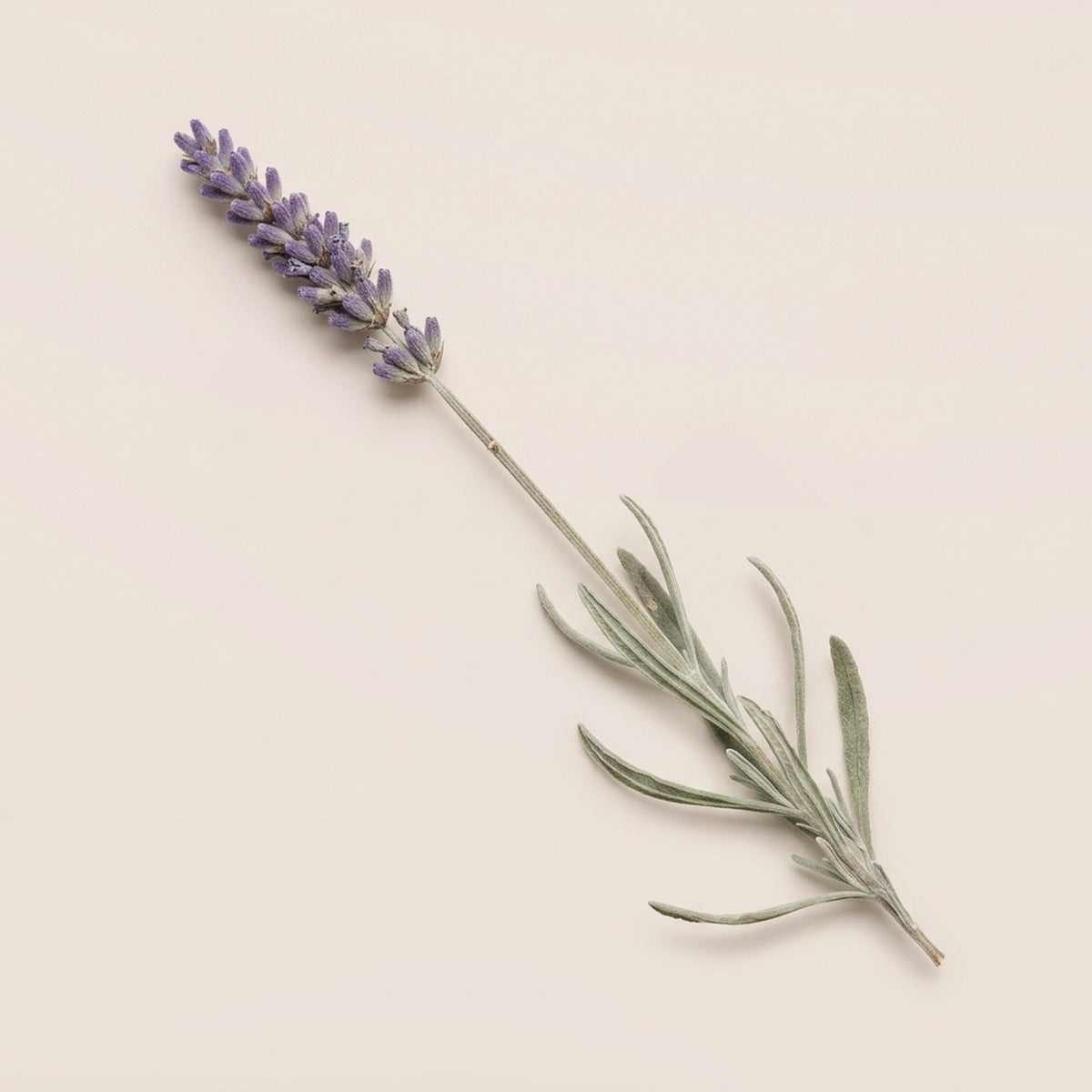 Lavender Bar
