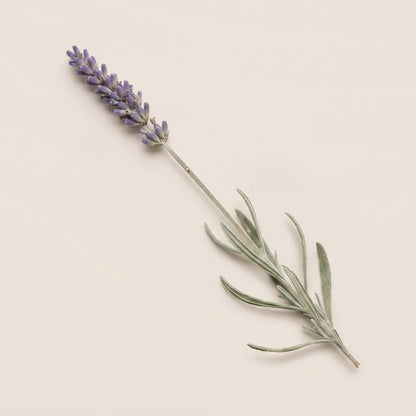 Lavender Bar